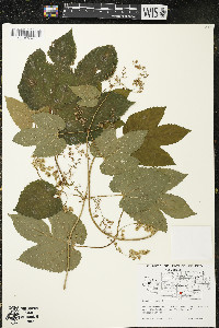 Humulus lupulus image