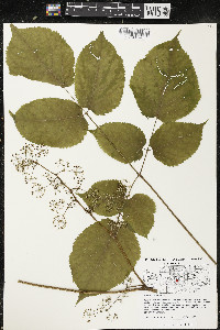 Aralia racemosa image