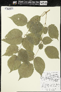 Aralia racemosa image