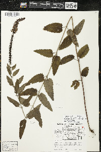 Veronica longifolia image
