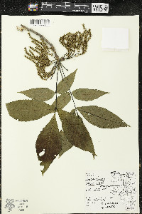 Carya ovata var. ovata image