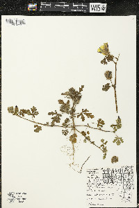 Hibiscus trionum image
