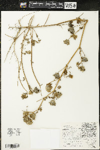 Hibiscus trionum image