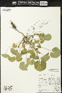 Malva pusilla image