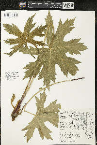 Napaea dioica image