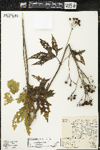 Napaea dioica image