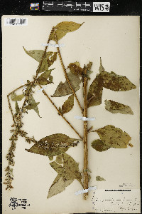 Campanulastrum americanum image