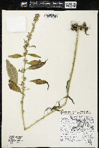 Campanulastrum americanum image