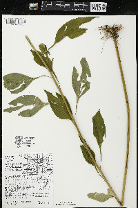 Campanulastrum americanum image