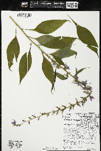 Campanulastrum americanum image