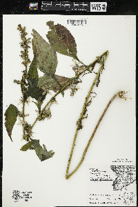 Campanulastrum americanum image