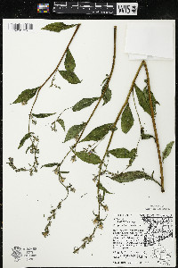 Campanulastrum americanum image