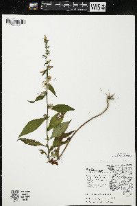 Campanulastrum americanum image