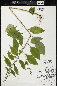 Campanulastrum americanum image