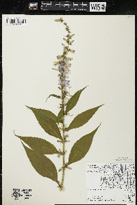 Campanulastrum americanum image