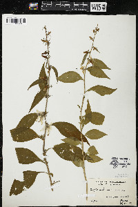 Campanulastrum americanum image