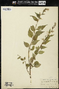 Campanulastrum americanum image