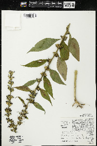 Campanulastrum americanum image