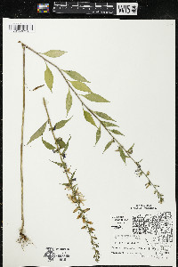 Campanulastrum americanum image