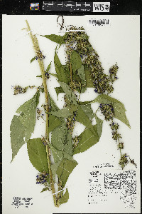 Campanulastrum americanum image