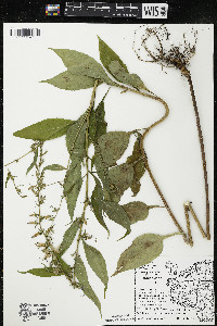 Campanulastrum americanum image