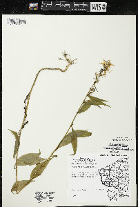 Campanulastrum americanum image