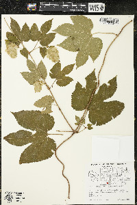 Humulus lupulus var. lupuloides image