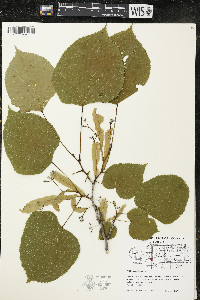 Tilia americana var. americana image