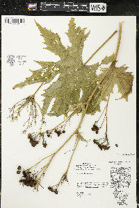 Napaea dioica image