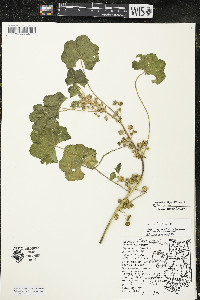 Malva pusilla image