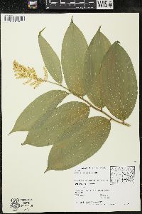 Maianthemum racemosum subsp. racemosum image