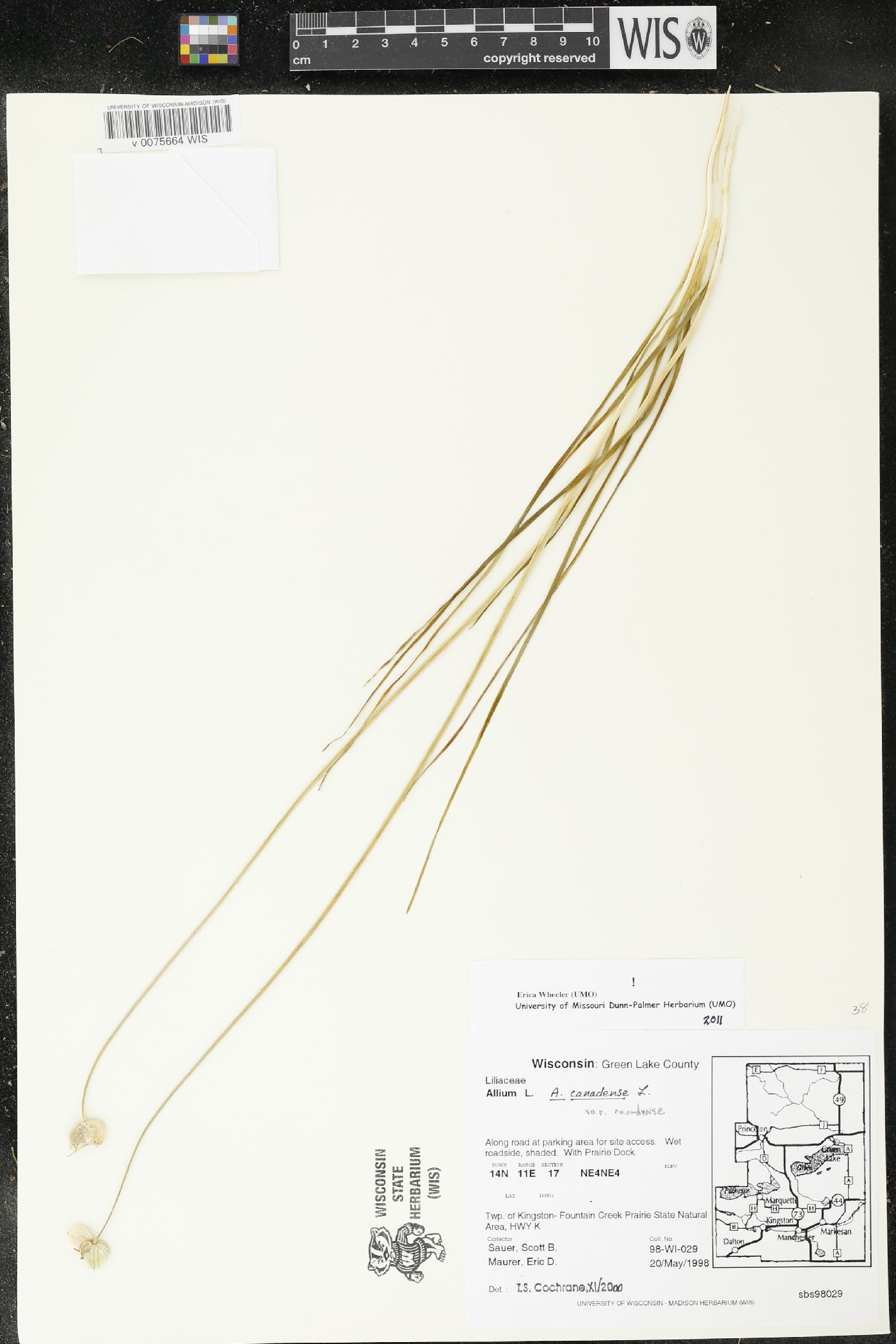 Allium canadense image