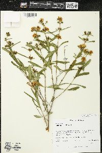 Hypericum prolificum image