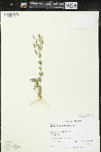 Centaurium pulchellum image