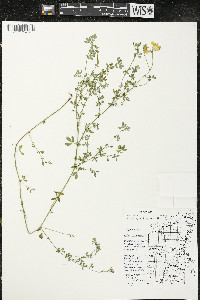 Lotus corniculatus image