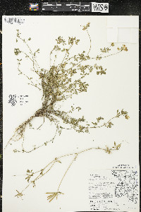 Lotus corniculatus image