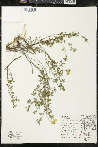 Lotus corniculatus image