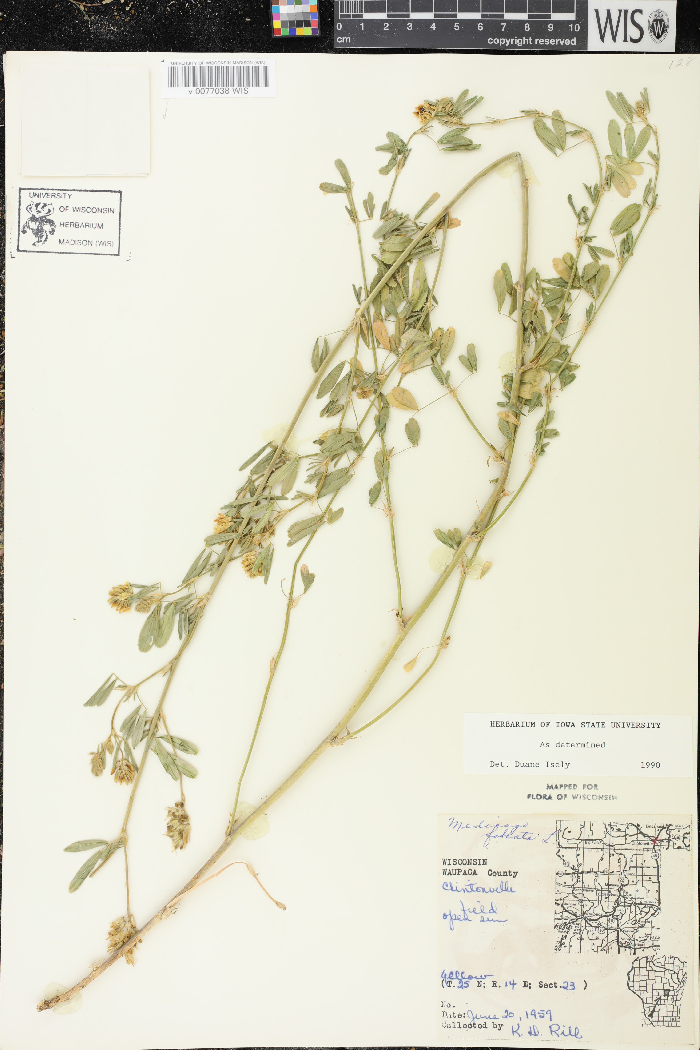 Medicago falcata image