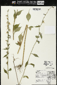 Campanulastrum americanum image