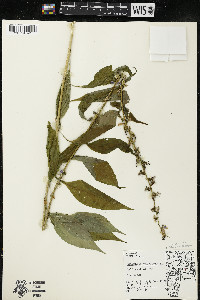 Campanulastrum americanum image