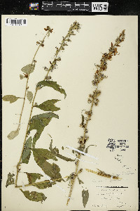 Campanulastrum americanum image