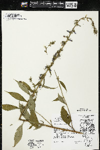 Campanulastrum americanum image