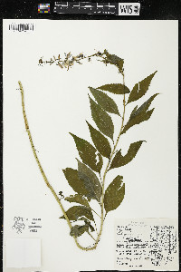 Campanulastrum americanum image