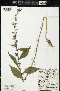 Campanulastrum americanum image