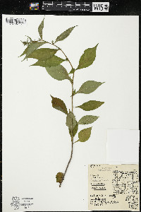 Campanulastrum americanum image