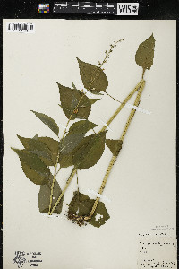 Campanulastrum americanum image
