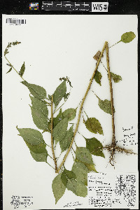 Campanulastrum americanum image