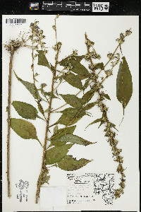 Campanulastrum americanum image