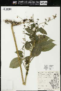 Campanulastrum americanum image