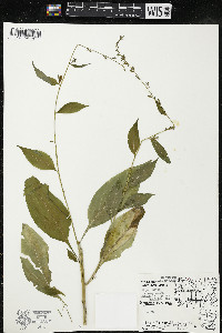 Campanulastrum americanum image